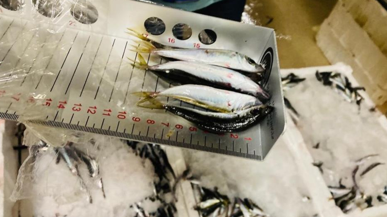 İstanbul’da 3 ton istavrit balığına el konuldu, 6 kişiye ceza yağdı