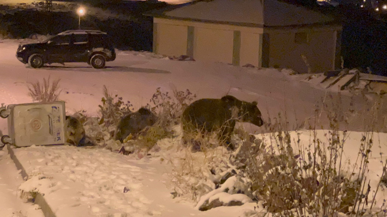 Sarıkamış’ta boz ayılar kış uykusunu unuttu, yiyecek aradılar